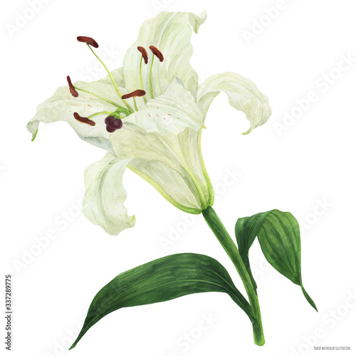 Blooming flower of White Oriental Lily, botanical traced watercolor