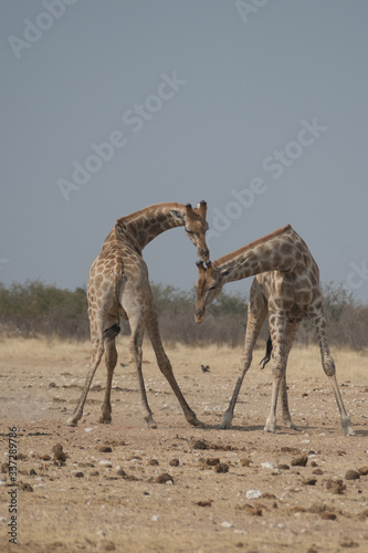 lotta di due giraffe