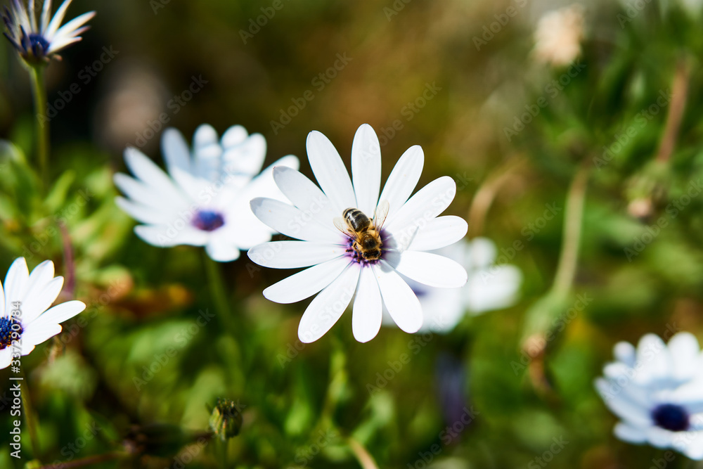 Bee collecting pollen on a daisy flower in the spring Bee collecting pollen on a daisy flower in the spring