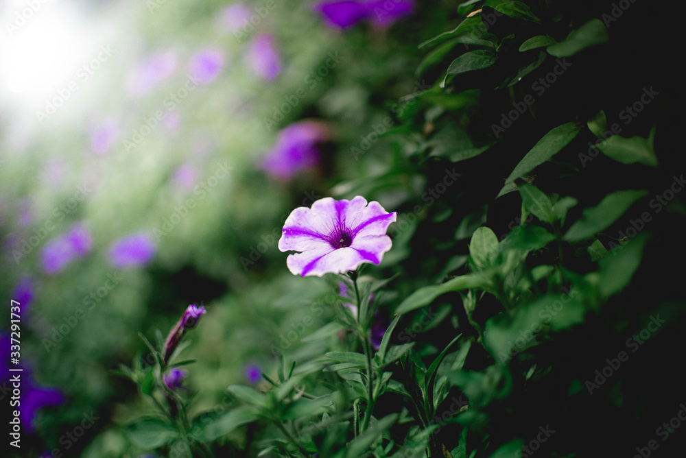 Fototapeta premium flowers of the light