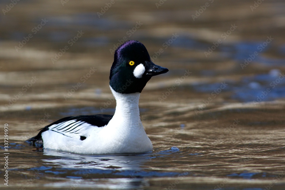 Fototapeta premium Common goldeneye on a creek 