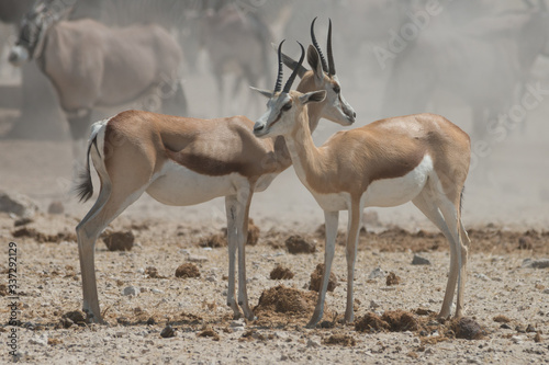 antilope africana