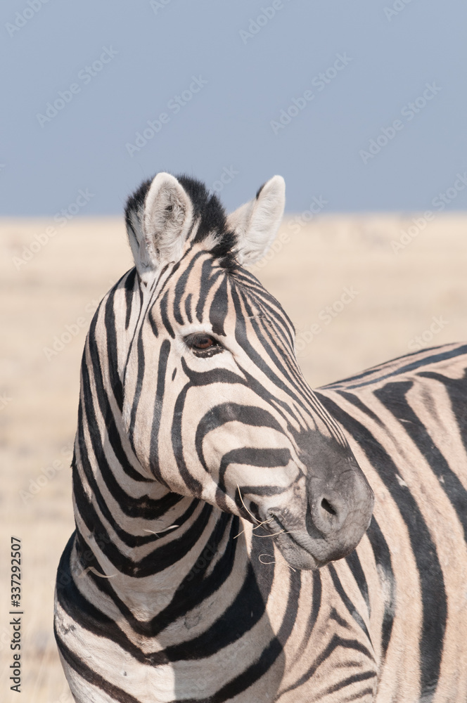 Naklejka premium zebre