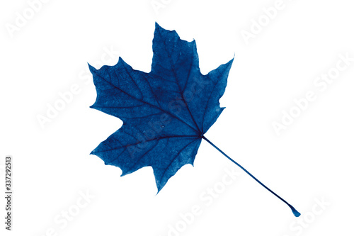 Blue maple leaf on a white background, isolate.