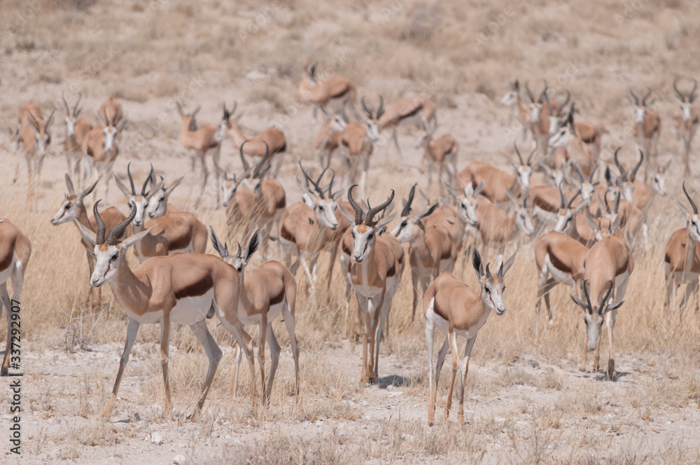 antilope africana antilope africana