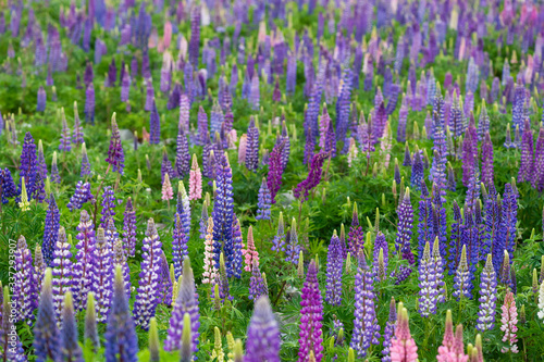 Lupin flower during springtime at Lake side of Tekapo, New Zealand. In cloudy day.