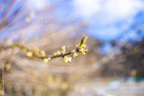 
spring nature, flowering, early spring, nature, tree branches photo