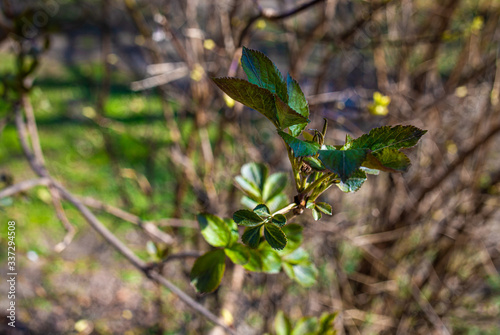
spring nature, flowering, early spring, nature, tree branches