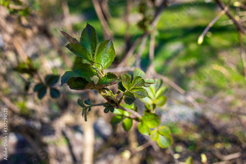 
spring nature, flowering, early spring, nature, tree branches