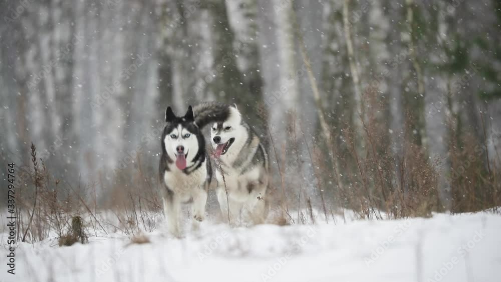 Set. Young Siberian Husky Dog Running Outdoor In Winter Snowy Forest. Slow Motion Set. Young Siberian Husky Dog Running Outdoor In Winter Snowy Forest. Slow Motion