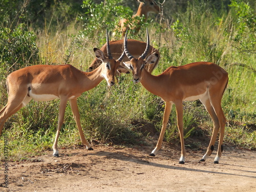 Fototapeta Naklejka Na Ścianę i Meble -  Antelope - Uganda
