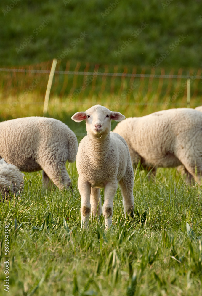 Young lamb standing in grass on the sheep farm Young lamb standing in grass on the sheep farm