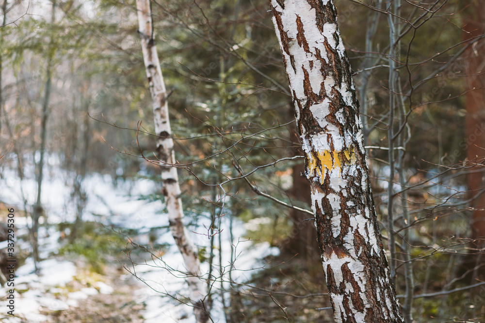 Spring forest, mountains, macro, lake, rocks Spring forest, mountains, macro, lake, rocks