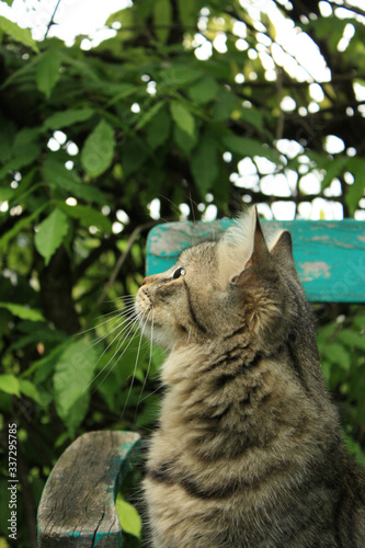 Beautiful close-up portrait of grey cat sitting on an turquoise painted chair in the garden
