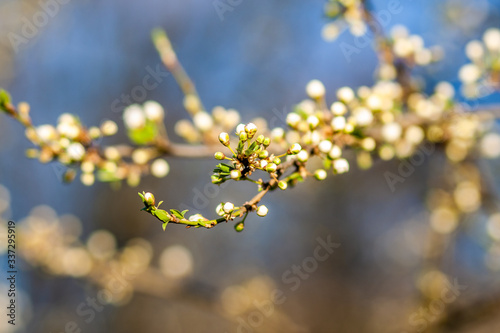 
spring nature, flowering, early spring, nature, tree branches