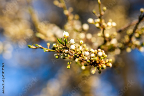  spring nature, flowering, early spring, nature, tree branches