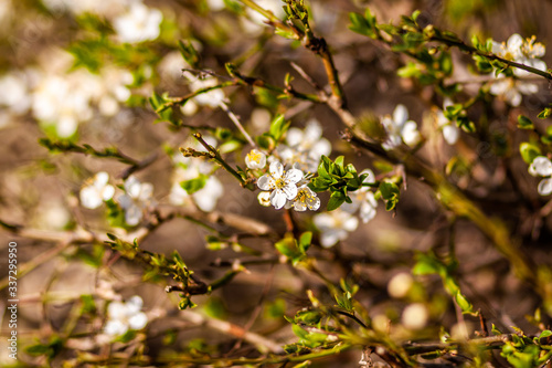 
spring nature, flowering, early spring, nature, tree branches
