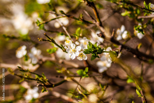 
spring nature, flowering, early spring, nature, tree branches