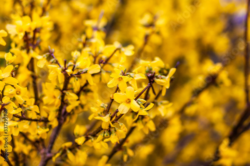 
spring nature, flowering, early spring, nature, tree branches