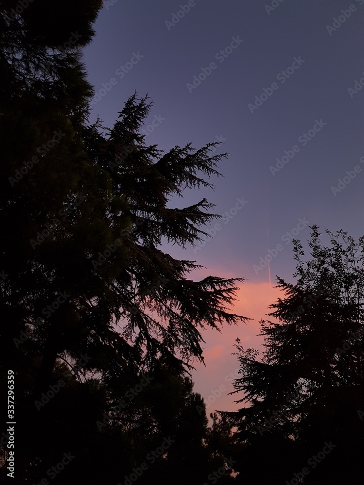 Fototapeta premium sunset in the forest