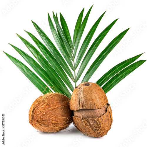 coconuts and palm leaves on a white background