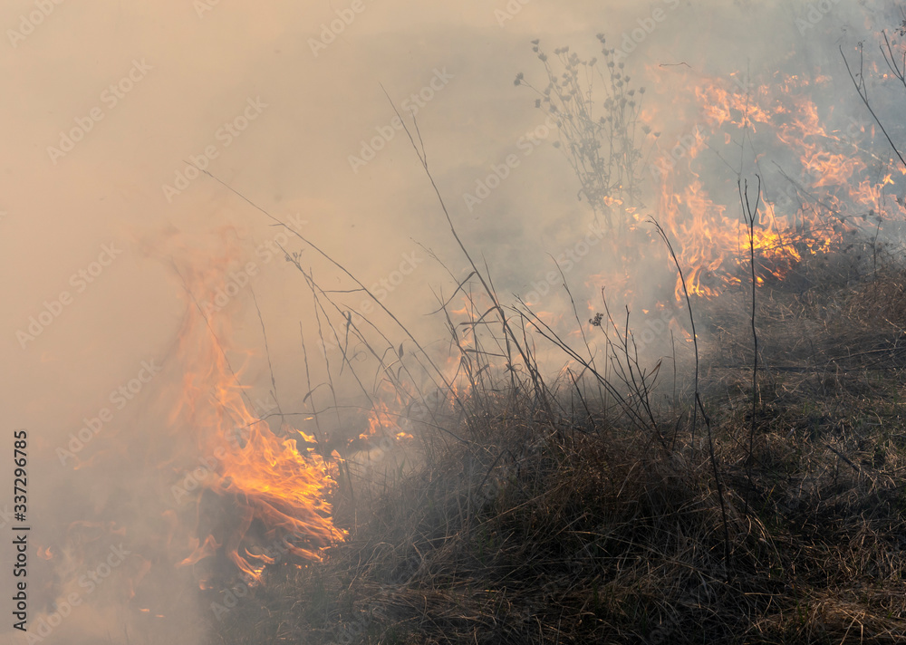 fire in the steppe, the grass is burning destroying everything in its path