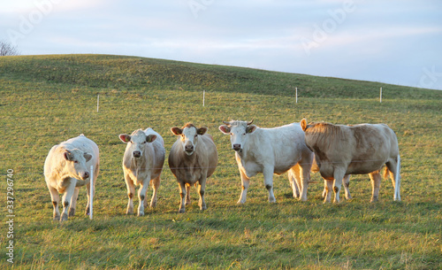 group of cows on the pasture in evening light