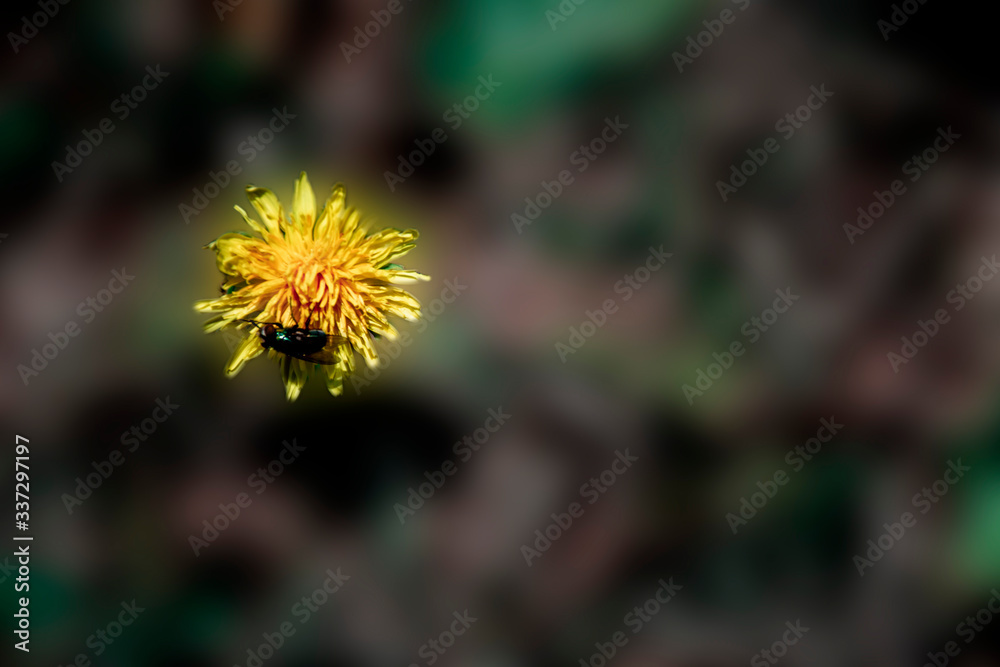 Yellow dandelion, an insect sits on a dandelion. Yellow dandelion, an insect sits on a dandelion.