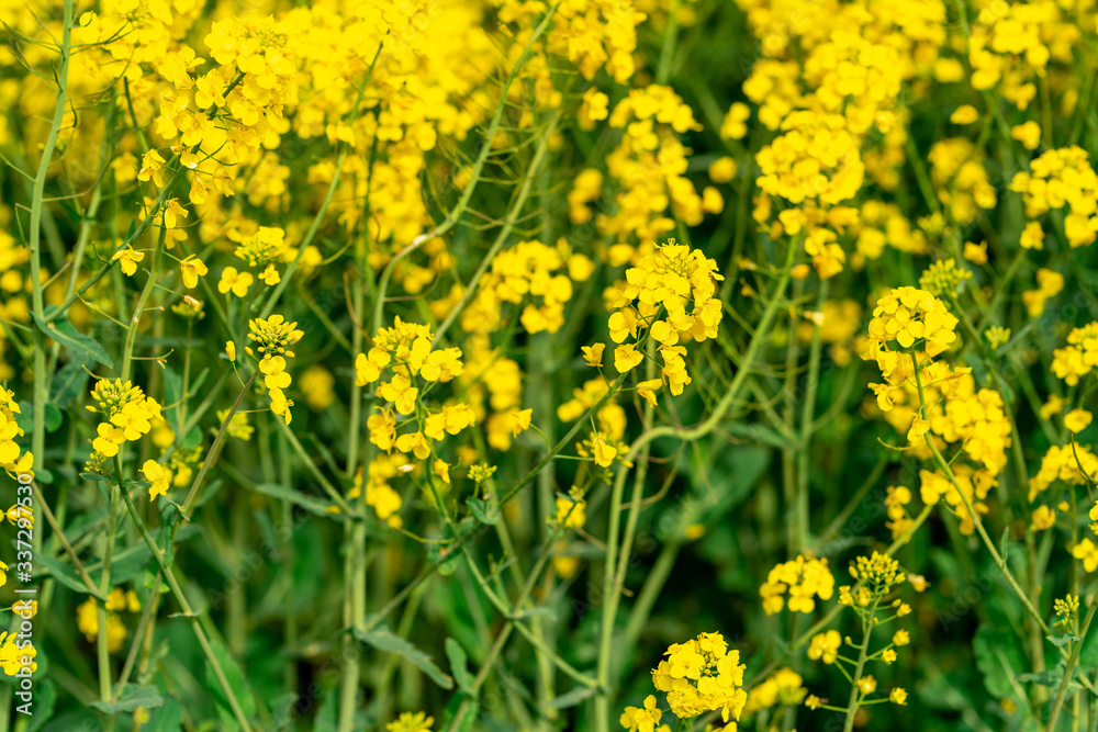 Yellow crop of canola oil tree grown as a healthy cooking oil or conversion to biodiesel as an alternative to fossil fuels. Yellow crop of canola oil tree grown as a healthy cooking oil or conversion to biodiesel as an alternative to fossil fuels.