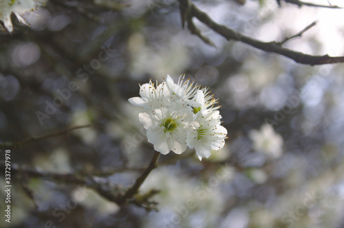 Obraz na płótnie blackthorn blossom