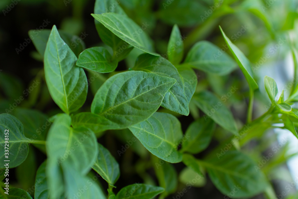 plant seedlings or green houseplants close up in daylight macro photography plant seedlings or green houseplants close up in daylight macro photography