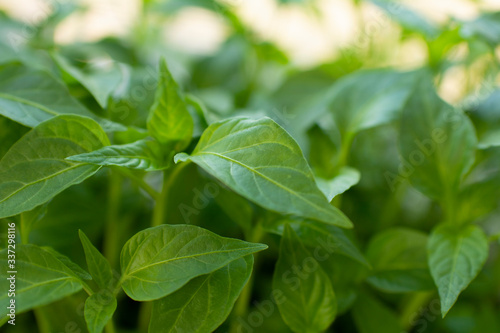 plant seedlings or green houseplants close up in daylight macro photography