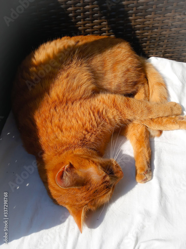 cat lying on the bed