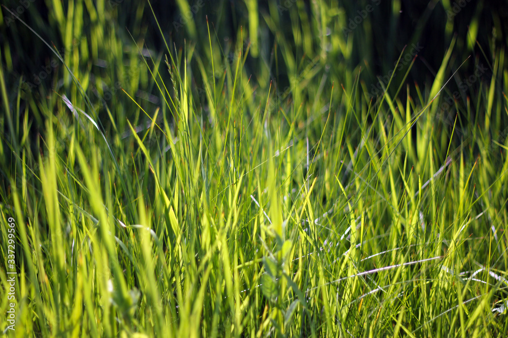Obraz premium green grass background