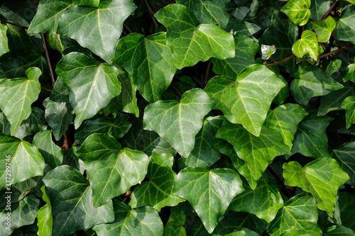 Green heart shaped leaves grown on a wall. It is one of house plants that easily grows well indoor for toxic removing.