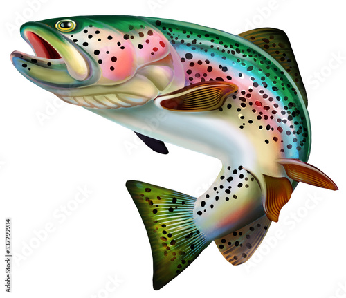 Rainbow Trout Fish . Isolated on white background.