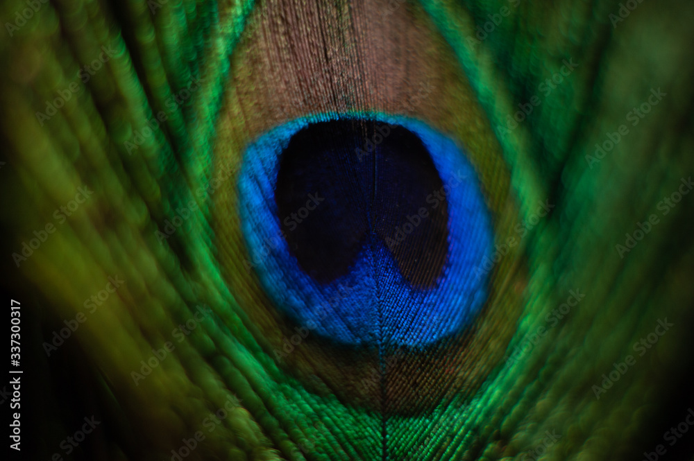 Obraz premium The Colored Peacock Feather Macro