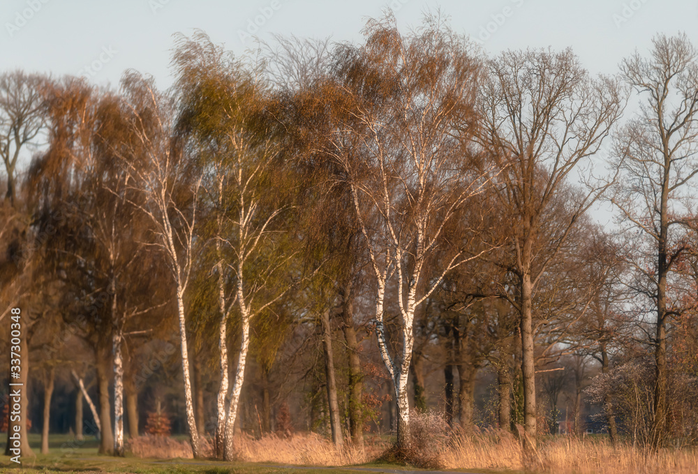 Birch trees in sunny countryside during early spring.