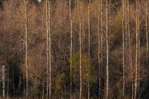 Tree trunks in forest in morning sunlight during early spring.