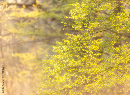 Fresh leaves in sunny woodland during early spring.