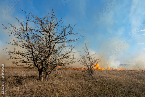 fire in the steppe, the grass is burning destroying everything in its path