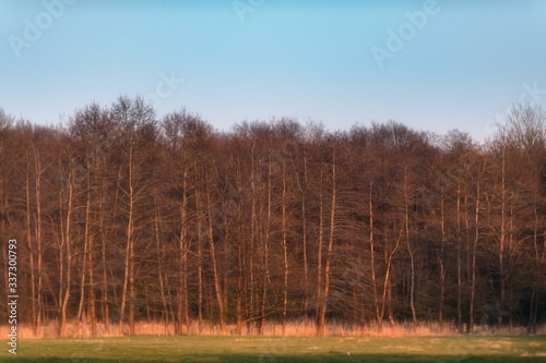 Meadow with forest under blue sky during the golden hour.