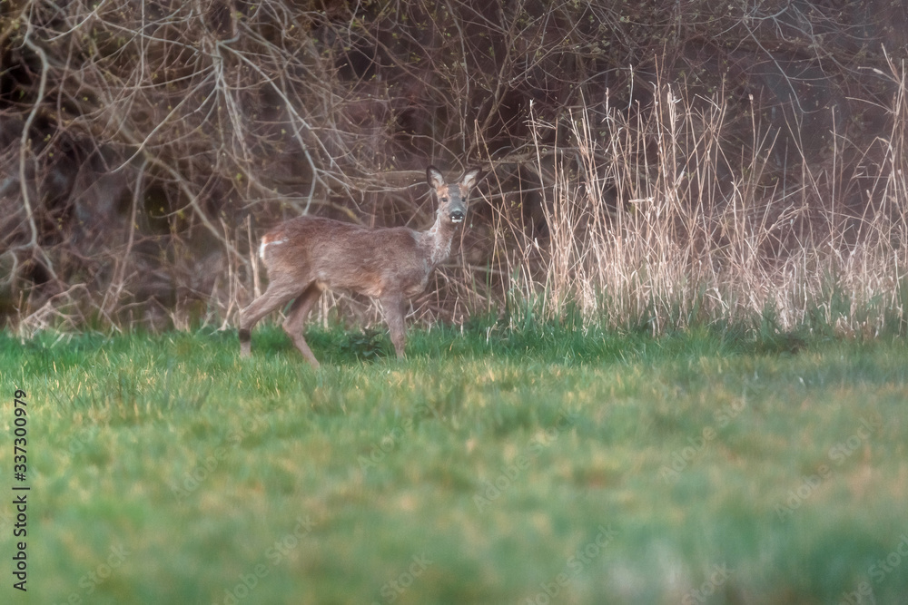 Alert roe deer in field at forest edge. Looking towards camera. Alert roe deer in field at forest edge. Looking towards camera.