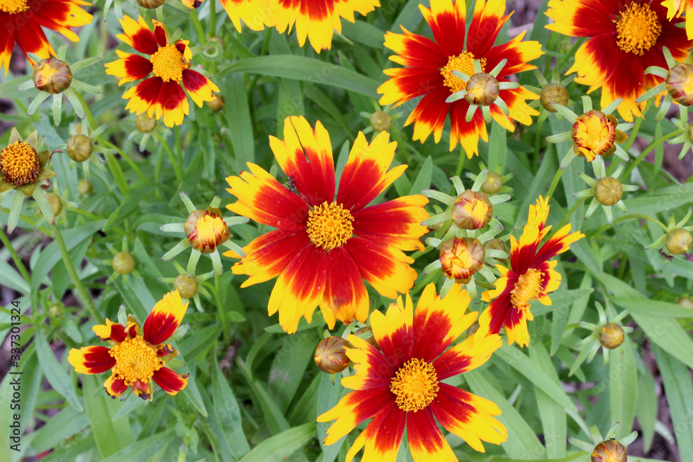 Yellow and Red Gaillardia Yellow and Red Gaillardia