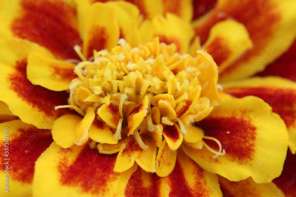 Fototapeta premium Close up Marigold Flower