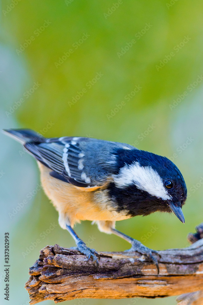 Obraz premium Great Tit, Parus major, Carbonero Común, Castilla y León, Spain, Europe