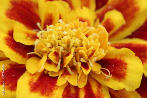 Close up Marigold Flower