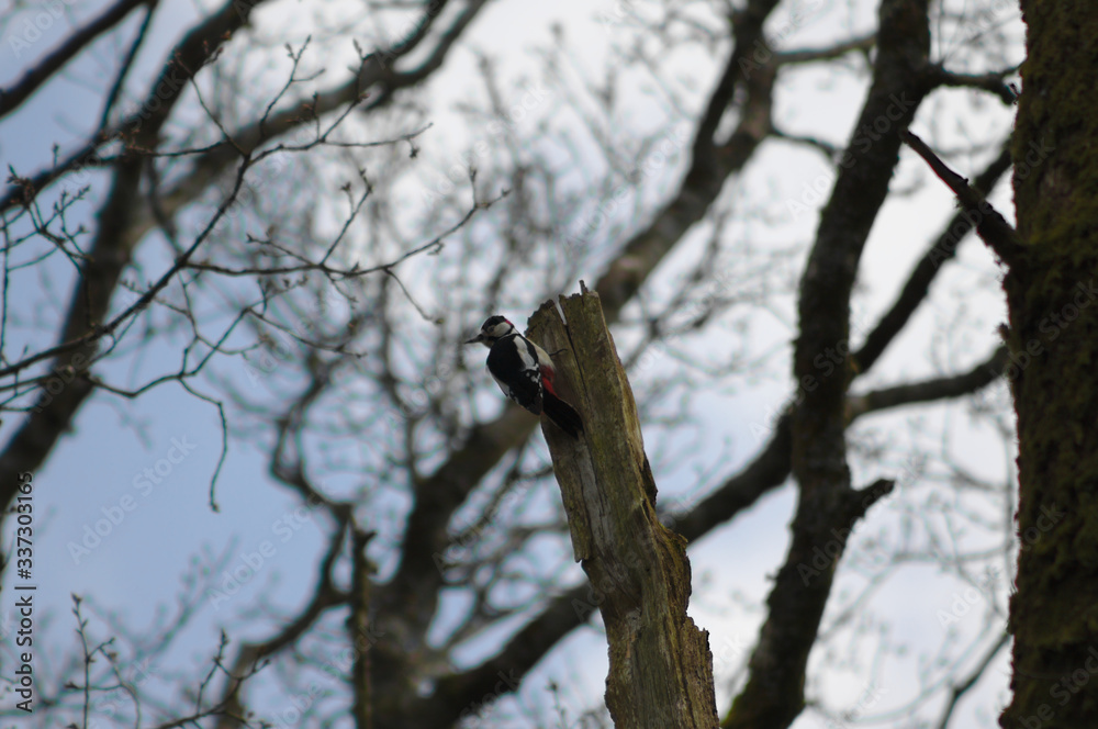 woodpecker on tree woodpecker on tree