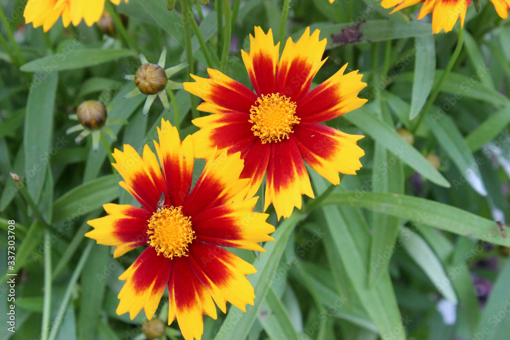 Yellow and Red Gaillardia Yellow and Red Gaillardia