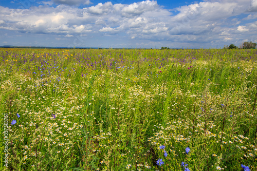 Fototapeta Naklejka Na Ścianę i Meble -  flowering meadow on a sunny day, cloudy sky